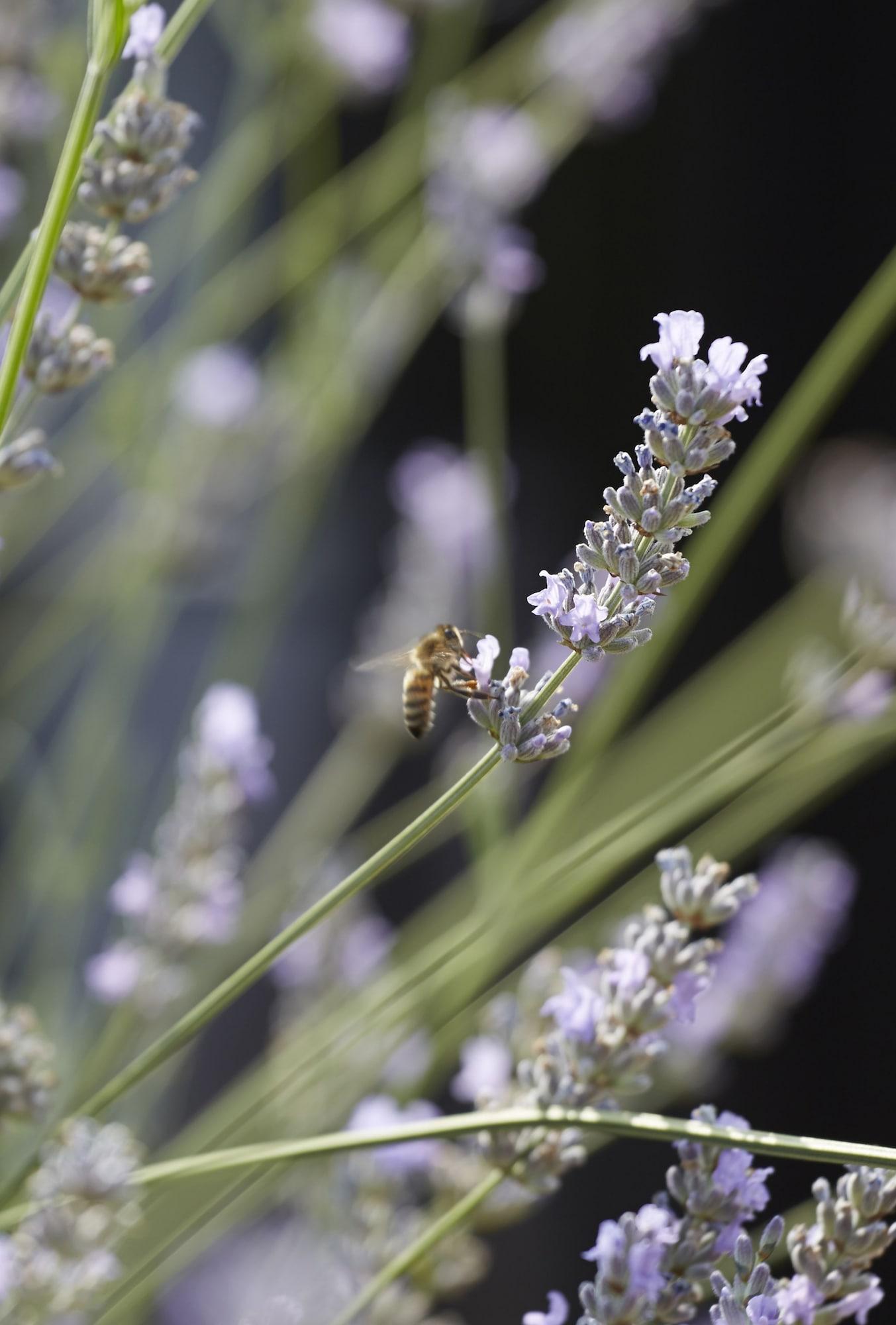 แบตตี แลงลีย์ Hotel ลอนดอน ภายนอก รูปภาพ Lavender